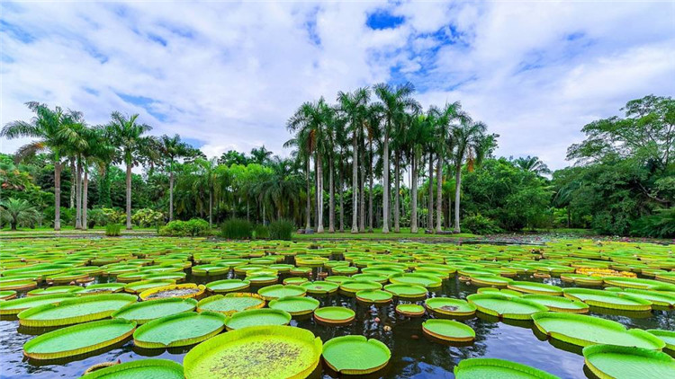 纯净版纳  河南直飞云南西双版纳5日游-第10张图片-河南中青旅行社【官方网站】-郑州旅行社-河南中青旅官网-河南旅行社-河南出发-郑州出发，0371-88881500