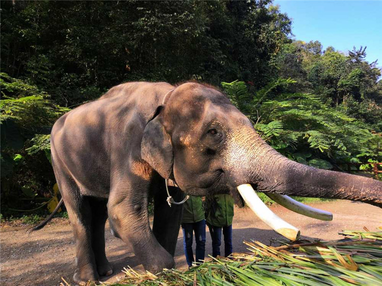 纯净版纳  河南直飞云南西双版纳5日游-第17张图片-河南中青旅行社【官方网站】-郑州旅行社-河南中青旅官网-河南旅行社-河南出发-郑州出发，0371-88881500