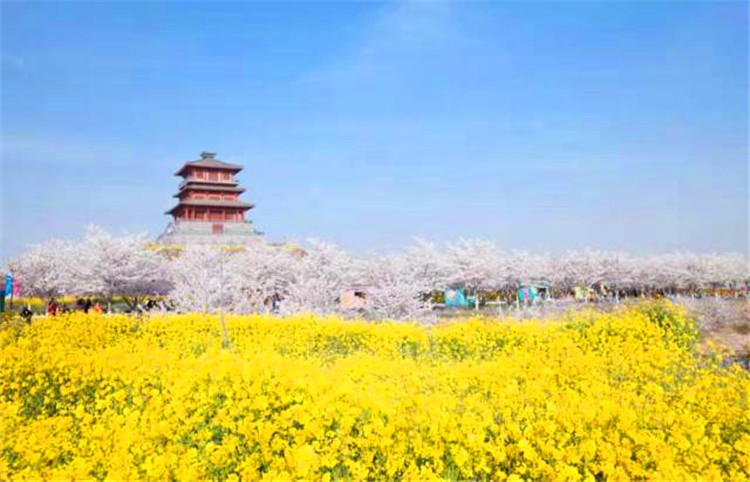 荥阳古柏渡赏樱花一日游-第4张图片-河南中青旅行社【官方网站】-郑州旅行社-河南中青旅官网-河南旅行社-河南出发-郑州出发，0371-88881500